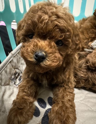 A curly brown mini red poodle puppy with big dark eyes lies on a paw print blanket, looking up sweetly inside a playpen with teal bars.