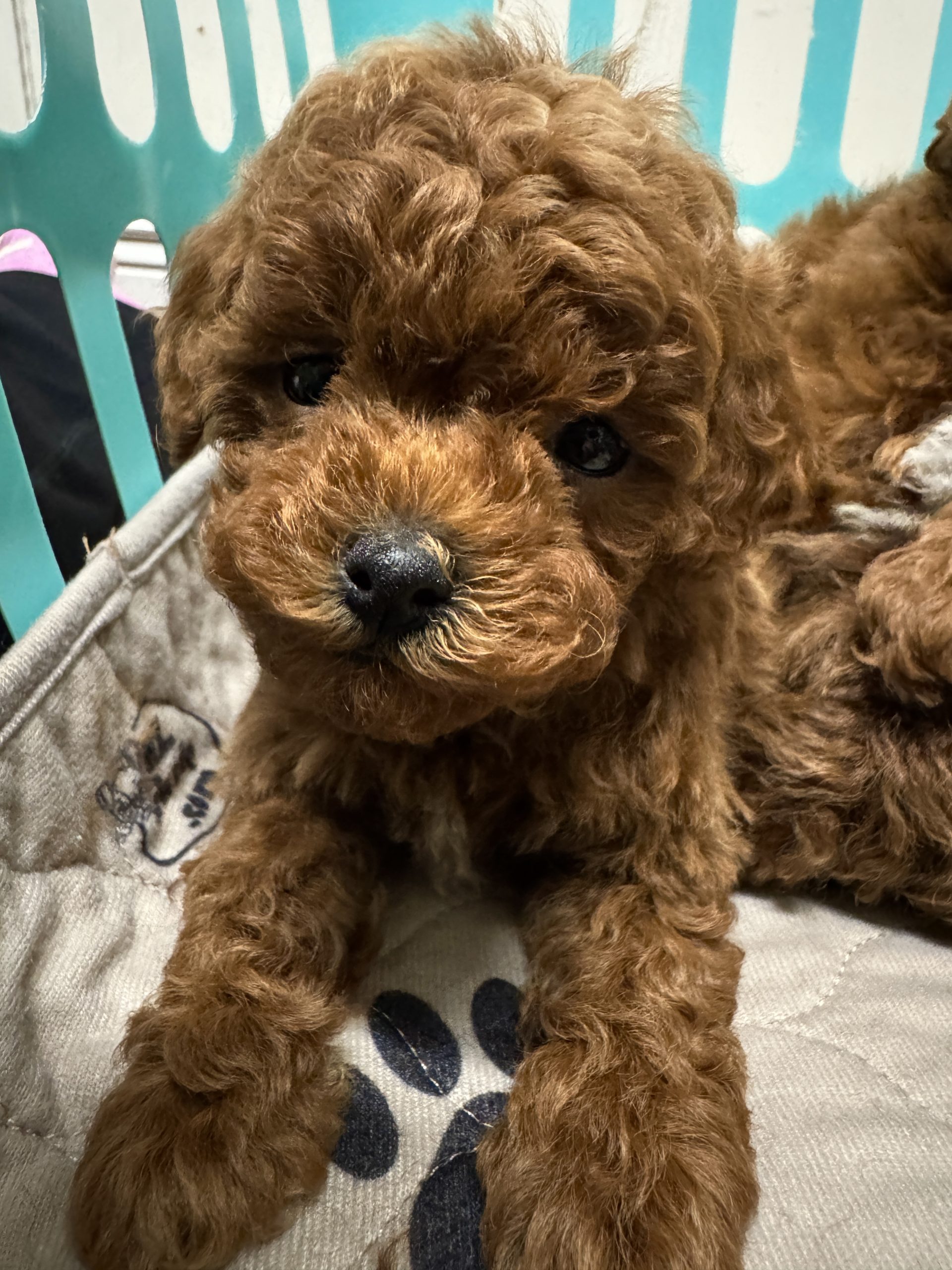 IMG_6616 - Mini Poodle Puppies For Sale in Utah A close-up of a small, curly-haired mini red poodle puppy with dark eyes, lying on a light-colored blanket with paw print patterns inside a teal crate.