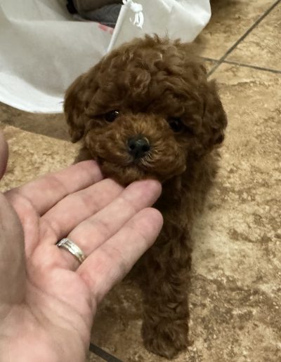 A small brown curly-haired puppy stands on a tiled floor, looking up as a person gently holds its chin—a heartwarming moment that showcases the affectionate nature of mini poodle puppies.