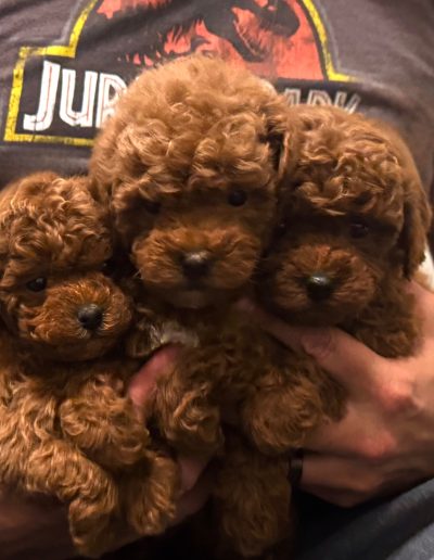 Three fluffy mini red poodle puppies are being held closely together in someone’s arms. The person is wearing a Jurassic Park t-shirt, and the puppies are looking toward the camera with sweet, curious expressions.