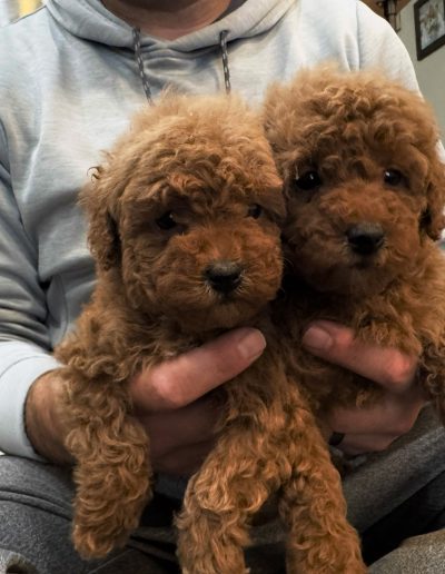 A person in a light hoodie sits on the floor holding two adorable mini poodle puppies, one in each hand—both fluffy and brown, gazing sweetly at the camera.