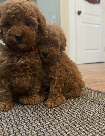 Two fluffy brown mini red poodle puppies sit close together on a woven rug, looking toward the camera. One puppy wears a red collar, and they are indoors with a white door in the background.