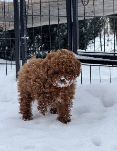A small, curly-haired mini red poodle puppy stands on snow with snowflakes on its face, surrounded by a black metal fence and some greenery in the background.