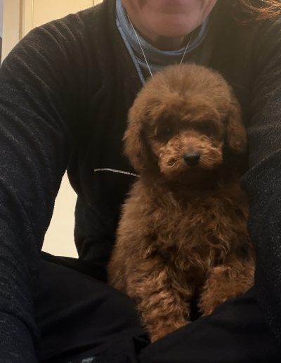 A small mini red poodle puppy sits between a person’s legs. The person, wearing a dark top, is visible from the shoulders down. The adorable pup, from one of the top mini poodle breeders in Utah, looks directly at the camera.