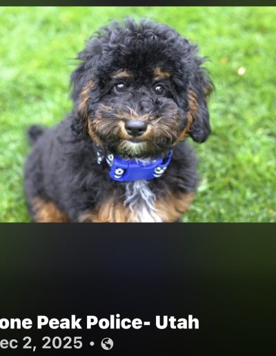 A fluffy black and brown puppy, like the adorable mini poodle puppies, wears a blue bandana with paw prints as it sits on green grass, looking up at the camera. Text below reads Lone Peak Police- Utah, Dec 2, 2025.