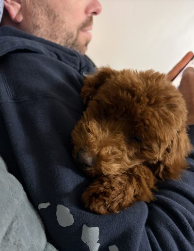 A man in a dark hoodie reclines on a couch, holding a phone, while one of his fluffy mini poodle puppies rests comfortably on his arm.