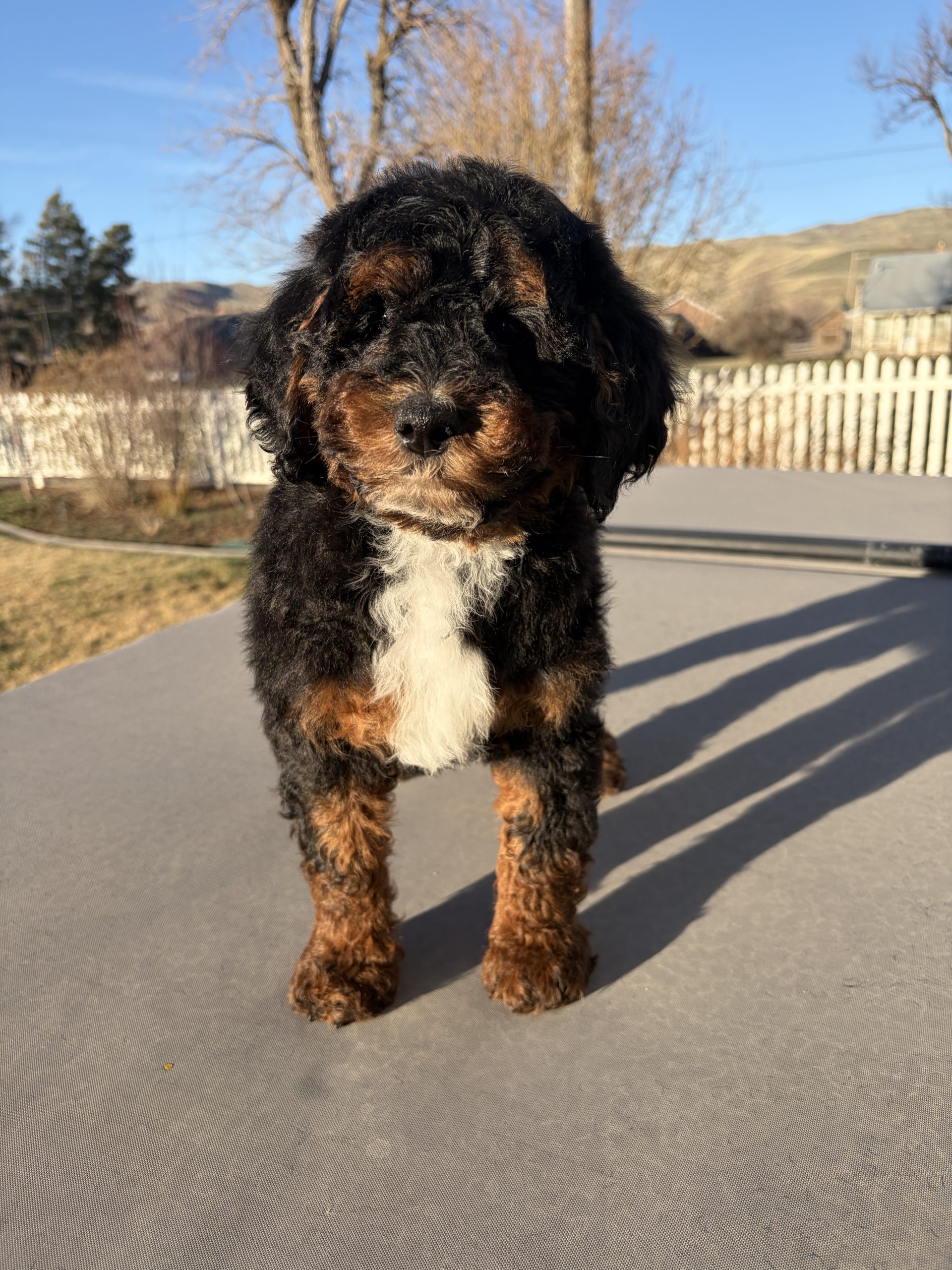 Captain Jack — Mountain Valley Poodles puppy photo 1