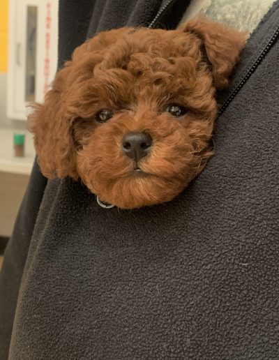 A small, curly-haired mini red poodle puppy peeks out from the partially unzipped front of a black fleece jacket, with its head nestled comfortably against the person's chest.