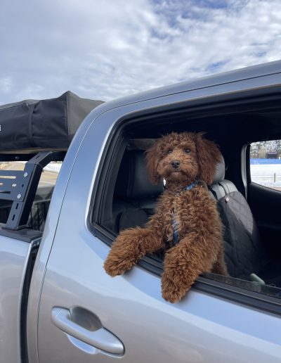 A fluffy mini red poodle with curly fur leans out of the open window of a gray truck, paws on the door, with a roof rack and blue sky with clouds in the background.