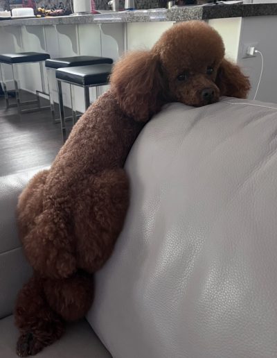 A mini red poodle lounges with its front paws and head resting on the back of a white couch, looking relaxed in a modern kitchen setting—an adorable scene from a trusted mini poodle breeder in Utah.