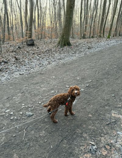 A small brown mini red poodle with curly hair stands on a leash along a dirt path in a forest with bare trees and scattered leaves on the ground.