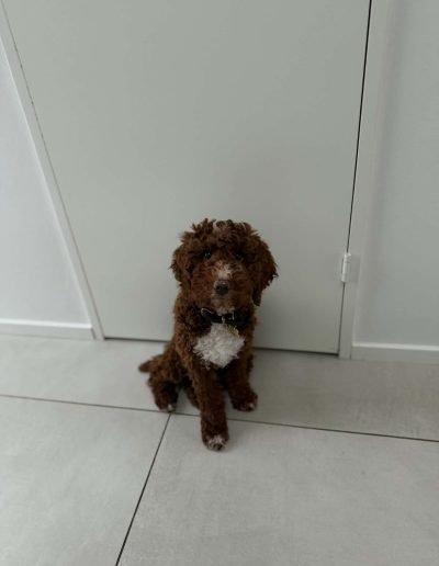 A small brown mini poodle puppy with a white patch on its chest sits on a tiled floor in front of a closed white door, looking up.