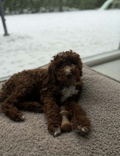 A brown and white curly-haired puppy, possibly one of our mini poodle puppies, lies on a rug indoors with a bone-shaped chew toy. Snow is visible outside through a large window in the background.
