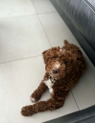 A brown, curly-haired mini red poodle with white markings lies on a tiled floor next to a black couch, looking up with an attentive expression—a charming example from a top mini poodle breeder.