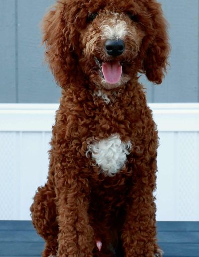 A brown, curly-haired mini red poodle with a white patch on its chest sits on a blue surface in front of a gray and white wall, looking forward with its mouth open and tongue out.