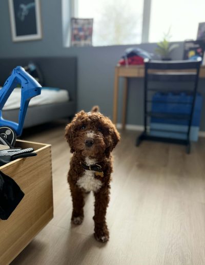 A brown, curly-haired mini red poodle with a white patch on its chest stands on a wood floor in a modern room with a bed, desk, and window in the background.