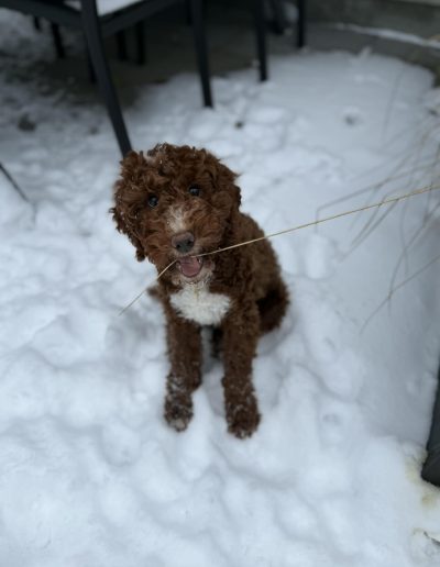A curly brown and white mini poodle puppy sits in the snow, looking up with a playful expression and holding a thin stick or piece of grass in its mouth. Perfect for those seeking adorable poodle puppies in Utah.