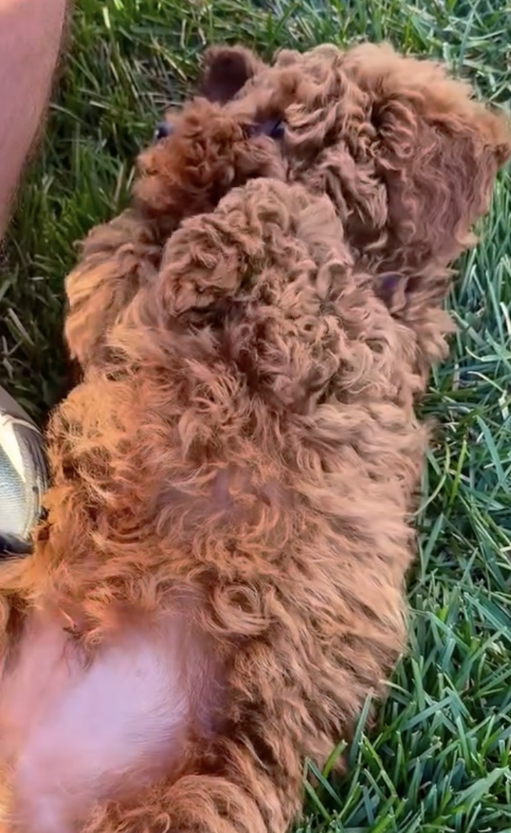 Penny — Mountain Valley Poodles puppy photo 2