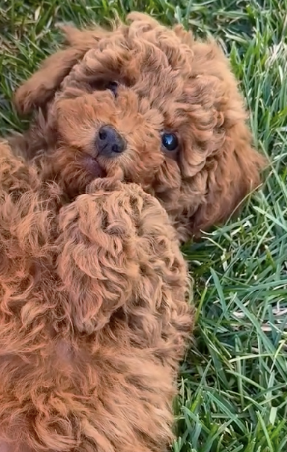Penny — Mountain Valley Poodles puppy photo 1