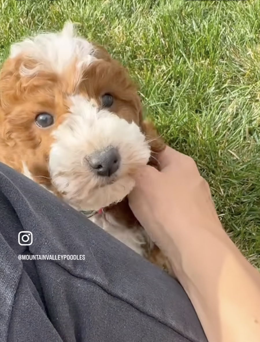 Zoey — Mountain Valley Poodles puppy photo 1