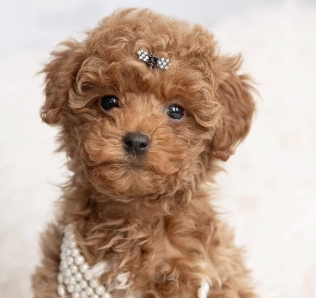Dolly — Mountain Valley Poodles puppy photo 1
